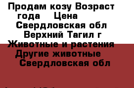 Продам козу Возраст 3 года, › Цена ­ 4 000 - Свердловская обл., Верхний Тагил г. Животные и растения » Другие животные   . Свердловская обл.